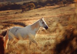ładne zabawki dla koni