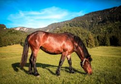 siano łąkowe kostka